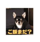 DOG FORCE 5チワワ➕ワン（個別スタンプ：21）