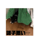 DOG FORCE 5チワワ➕ワン（個別スタンプ：23）