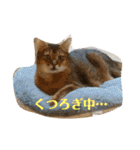 蘭丸の一日（個別スタンプ：10）