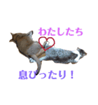 蘭丸の一日（個別スタンプ：13）