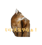 蘭丸の一日（個別スタンプ：19）
