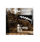 蘭丸の一日（個別スタンプ：20）