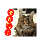 心の友ネコ「にゃかの先生」withふれんず（個別スタンプ：3）