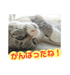 心の友ネコ「にゃかの先生」withふれんず（個別スタンプ：8）