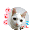 心の友ネコ「にゃかの先生」withふれんず（個別スタンプ：15）
