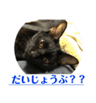心の友ネコ「にゃかの先生」withふれんず（個別スタンプ：22）