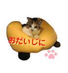 心の友ネコ「にゃかの先生」withふれんず（個別スタンプ：23）