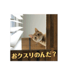 心の友ネコ「にゃかの先生」withふれんず（個別スタンプ：26）
