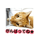 心の友ネコ「にゃかの先生」withふれんず（個別スタンプ：28）