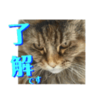 心の友ネコ「にゃかの先生」withふれんず（個別スタンプ：37）