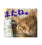 心の友ネコ「にゃかの先生」withふれんず（個別スタンプ：38）