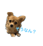 チワワのルナさん（個別スタンプ：3）