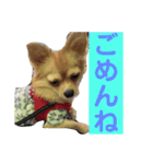 チワワのルナさん（個別スタンプ：4）