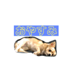 チワワのルナさん（個別スタンプ：6）