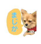 チワワのルナさん（個別スタンプ：7）