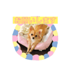 チワワのルナさん（個別スタンプ：8）