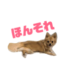 チワワのルナさん（個別スタンプ：9）
