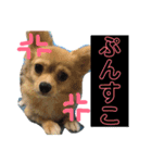 チワワのルナさん（個別スタンプ：11）