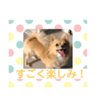 チワワのルナさん（個別スタンプ：13）