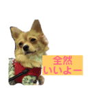 チワワのルナさん（個別スタンプ：14）