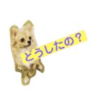 チワワのルナさん（個別スタンプ：15）