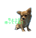 チワワのルナさん（個別スタンプ：16）