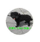 黒犬＆黒猫（個別スタンプ：9）