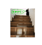 黒犬＆黒猫（個別スタンプ：12）