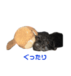 黒犬＆黒猫（個別スタンプ：15）