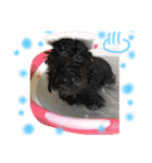 黒犬＆黒猫（個別スタンプ：22）
