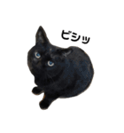 黒犬＆黒猫（個別スタンプ：25）