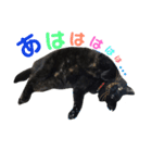 黒犬＆黒猫（個別スタンプ：28）