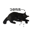黒犬＆黒猫（個別スタンプ：32）