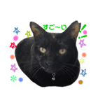 黒犬＆黒猫（個別スタンプ：37）