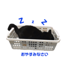 黒犬＆黒猫（個別スタンプ：40）