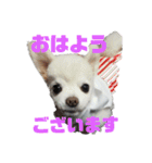 よんよんシリーズ（個別スタンプ：1）