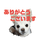 よんよんシリーズ（個別スタンプ：6）
