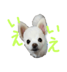 よんよんシリーズ（個別スタンプ：9）