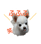 よんよんシリーズ（個別スタンプ：12）
