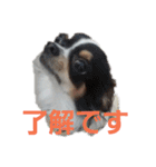 よんよんシリーズ（個別スタンプ：24）