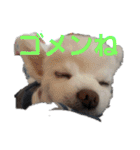 よんよんシリーズ（個別スタンプ：25）