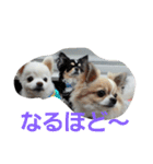 よんよんシリーズ（個別スタンプ：28）