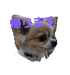 よんよんシリーズ（個別スタンプ：29）