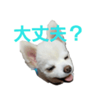 よんよんシリーズ（個別スタンプ：30）