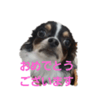 よんよんシリーズ（個別スタンプ：31）