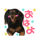カニヘンダックスのポポ（個別スタンプ：3）