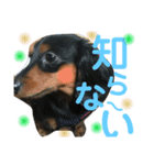 カニヘンダックスのポポ（個別スタンプ：7）