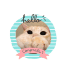 ねこっちっち（個別スタンプ：1）