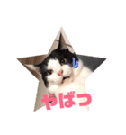 ねこっちっち（個別スタンプ：2）
