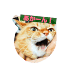 ねこっちっち（個別スタンプ：6）